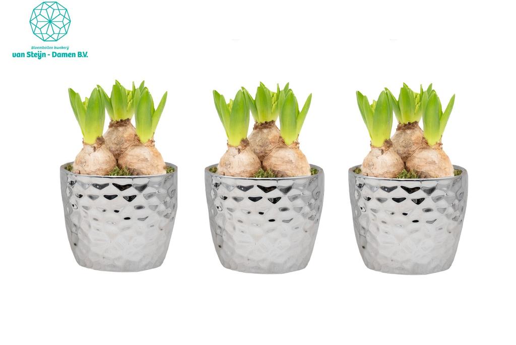 Picture of Hyacinthus in Cross Deco Silver 12cm P12
