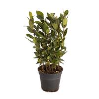 Laurus nobilis Global