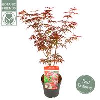 Acer pal. Starfish