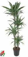 Dracaena Warneckei 120-90-60-30