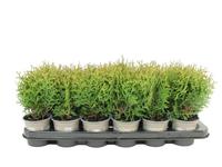 Thuja occ.Waterfield