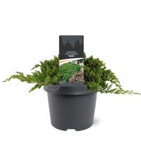 Juniperus proc. Nana