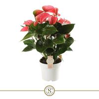 Anthurium Pink Champion