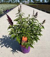 Buddleja dav. Funky Fuchsia / First Editions