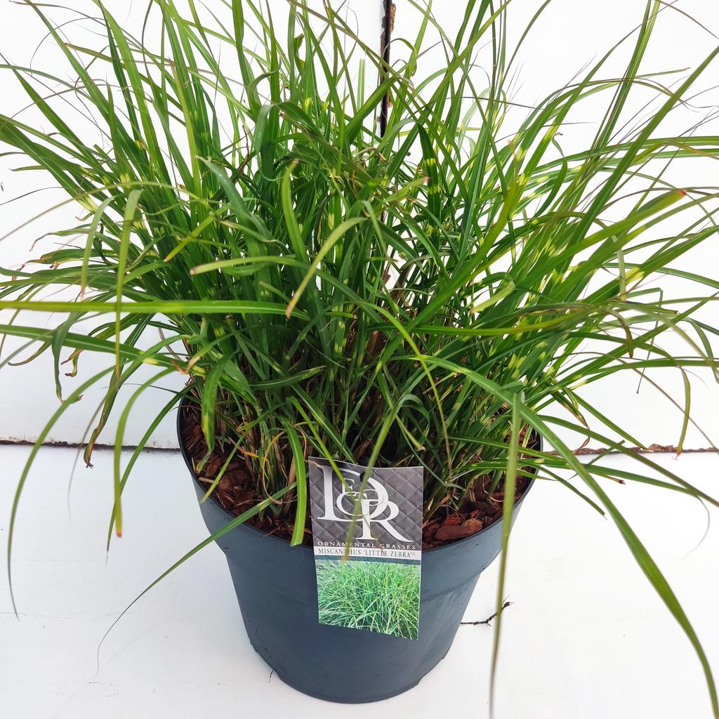 Picture of Miscanthus Little Zebra P29 (10 Ltr)