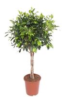 Ficus Nitida