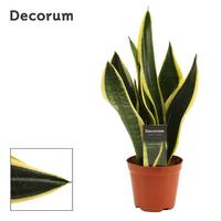 Sansevieria Night Shade