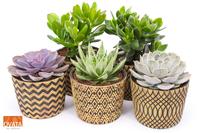 SuPure® - Succulent mix in Cancun 14 UK - NON CITES