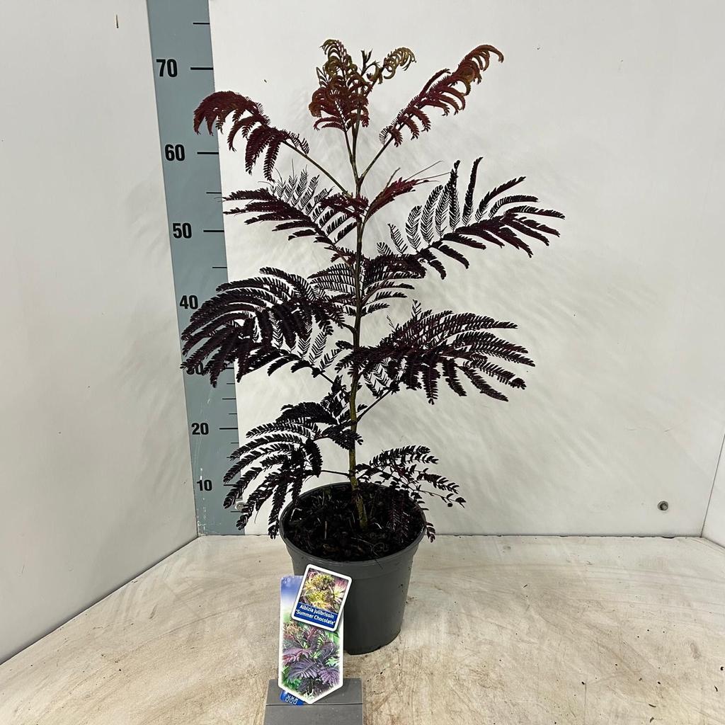 Bild von Albizia jul. Summer Chocolate PBR P19 (3 Ltr)