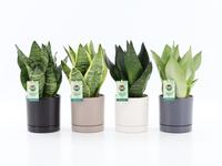 Sansevieria in varieties in Hainan ceramics 4 colours