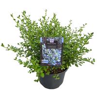 Ceanothus impressus Victoria