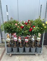 Rosa in varieties Exclusive Collection