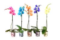 Phalaenopsis hybrid I Am varieties painted potcover