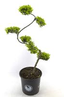 Ilex cr. Dark Green