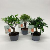 Bonsai in varieties (indoor) PLASTIC-POT 22CM Tray 8 × 6 £ 4.64 (Tray) £ 4.41 Shelf £ 4.35 Trolley Tray £ 4.64 × 8 (2.4%)