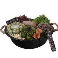 PTS7318 Arrangement Sempervivum in metal bowl