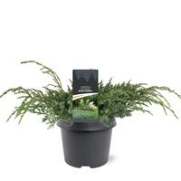 Juniperus squa. Blue Carpet