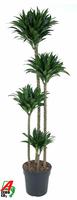 Dracaena compacta 120-90-60-30