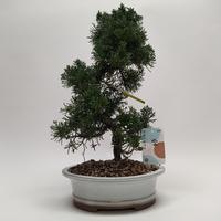 Juniperus Kishu S-shape Bonsai 22 cm (origin: Japan)