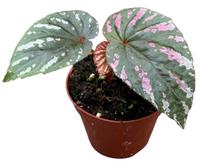 Begonia Brevirimosa
