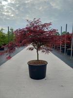 Acer pal. Garnet