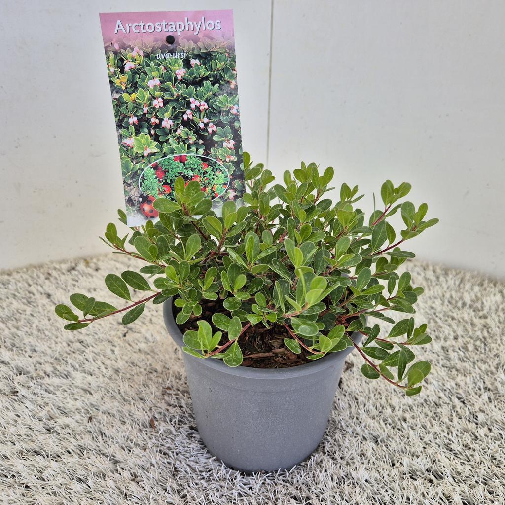 Obrazek Arctostaphylos uva-ursi P15