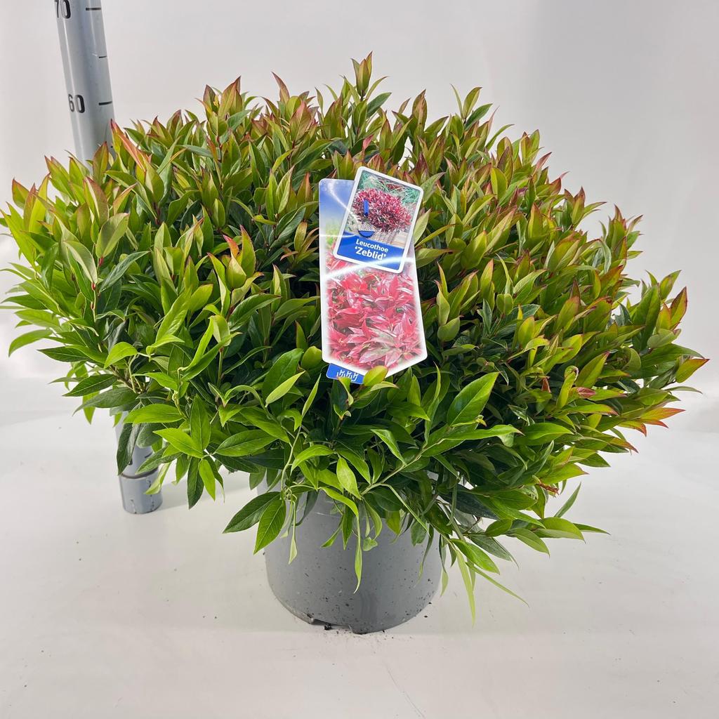 Picture of Leucothoe Zeblid P32 (15 Ltr)