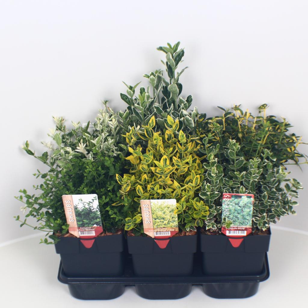 Picture of Euonymus in varieties P17 (2 Ltr) Square