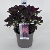 Cotinus cogg. Royal Purple