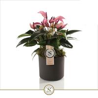 Anthurium Zizou in grey Bari ceramic