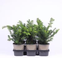 Taxus baccata Repandens