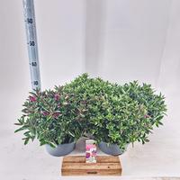 Hebe Addenda in varieties