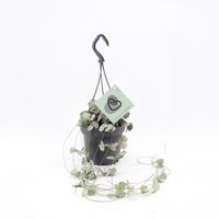 Ceropegia Woodii hanging basket