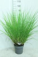 Pennisetum alopecuroides