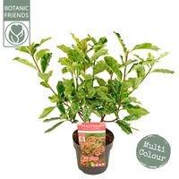 Photinia serr. Pink Crispy