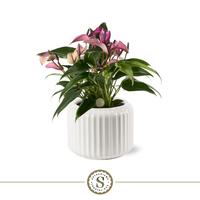 Anthurium Zizou Bologna ceramic white