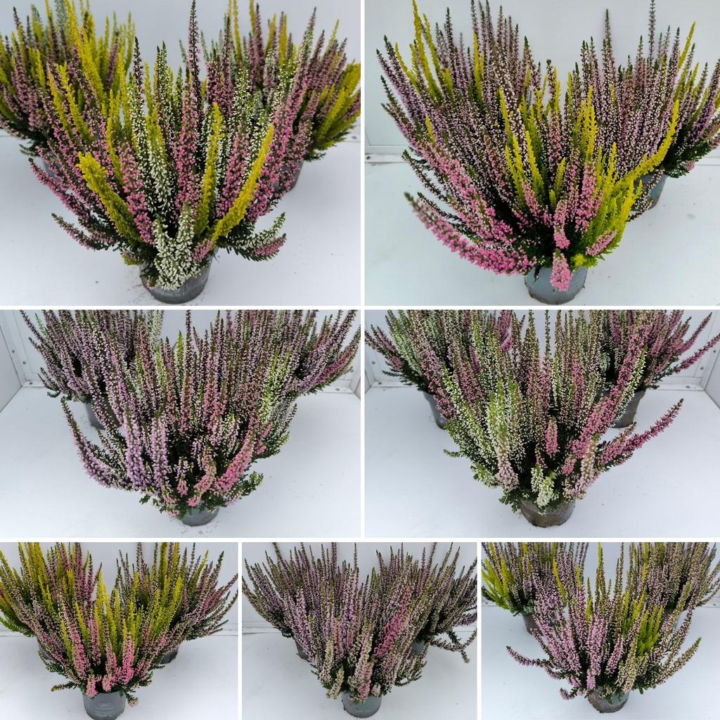 Picture of Calluna Beauty Ladies Starlight Trio Mix per shelf P10.5 20CM