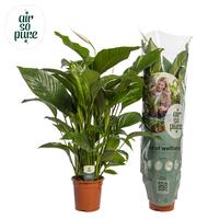 Spathiphyllum Sweet Lauretta ASP