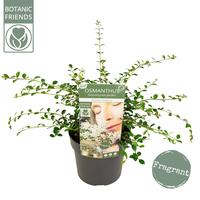 Osmanthus del. Perfume of Nature