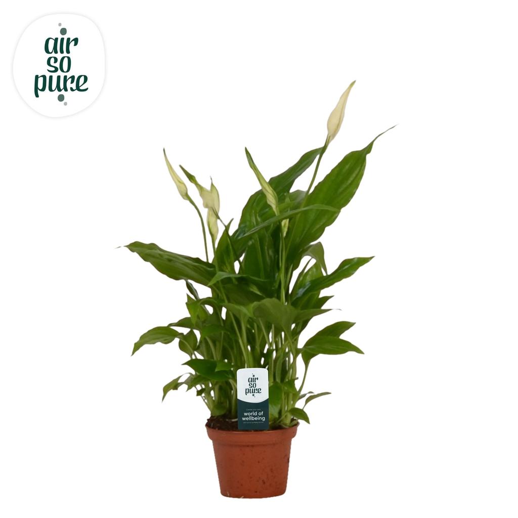 Bild von Spathiphyllum Chopin Air So Pure P6.5 25CM