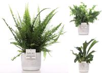 Ferns in varities in Pure Jade pot 4 (INDOOR)