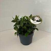 Gardenia jas. Pinwheel