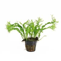 Microsorum pteropus specie