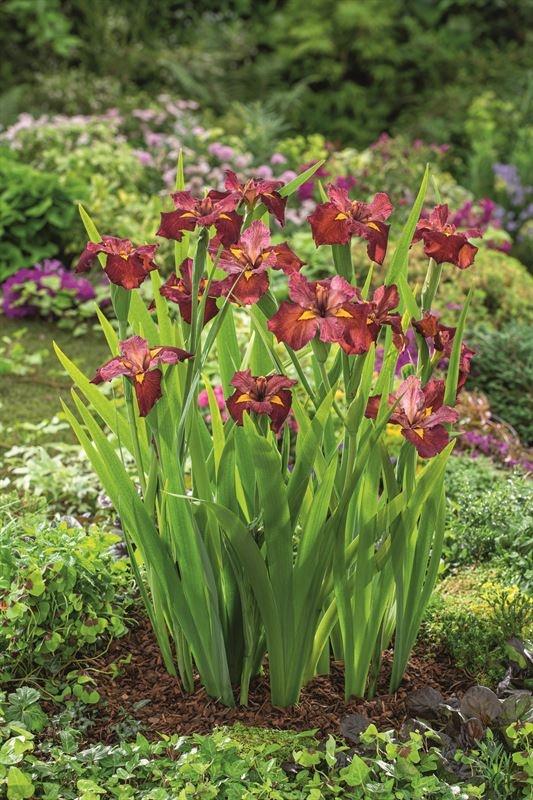Picture of Iris Ann Chowning P18 (2.5 Ltr)