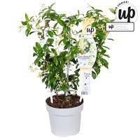 Trachelospermum jasm. Star of Toscane