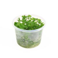 Bacopa caroliniana CUP - Tray 3 × 100 £ 3.22 (Tray) £ 3.18 Shelf £ 3.17 Trolley Tray £ 3.22 × 3 (0.2%)