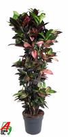 Codiaeum Mrs Iceton branched
