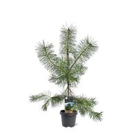 Pinus sylvestris