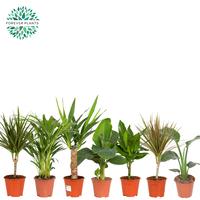 Houseplants Green in 4 varieties