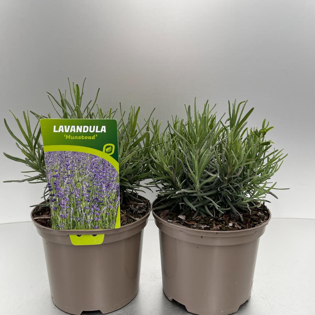 Picture of Lavandula ang. Munstead P17 (2 Ltr)